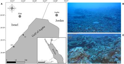 Sponge abundance and diversity patterns in the shallow and mesophotic reefs of the northern Red Sea